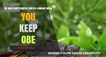 Can Wild Baby Painted Turtles Survive in Captivity?