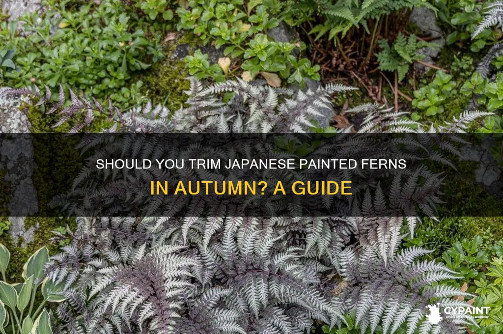 do you cut back japanese painted fern in the fall