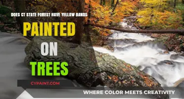 Yellow Bands in CT State Forests: Purpose and Presence Explained