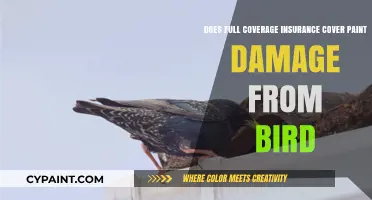 Full Coverage Insurance: Does It Cover Bird Paint Damage?