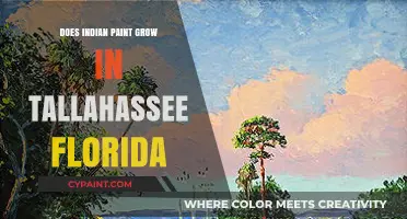 Can Indian Paint Thrive in Tallahassee, Florida's Climate?