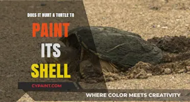 The Painful Truth About Painting a Turtle's Shell