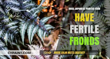 Japanese Painted Fern: Fertile Fronds or Sterile Beauty?