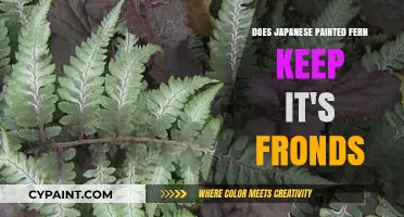 Japanese Painted Fern: Do Its Fronds Stay Vibrant Year-Round?