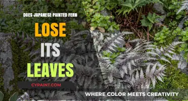 Does Japanese Painted Fern Lose Its Leaves? Seasonal Shedding Explained
