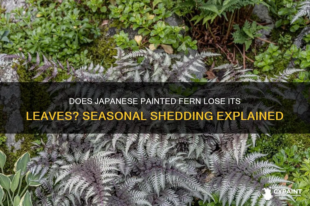 does japanese painted fern lose its leaves