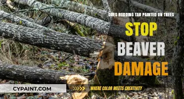 Effective Beaver Damage Solution: Rodding Tar on Trees