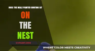 Painted Buntings: Male's Role in Nesting