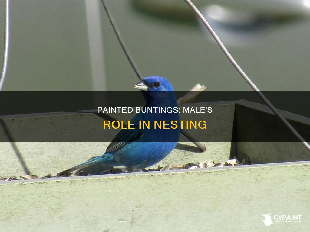 does the male painted bunting sit on the nest