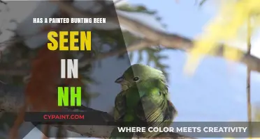 Painted Buntings: Rare Sighting in New Hampshire