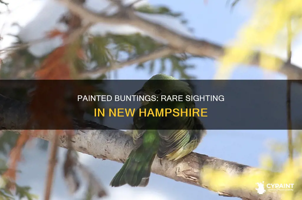 has a painted bunting been seen in nh