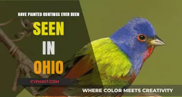 Painted Buntings: Rare Ohio Visitors?