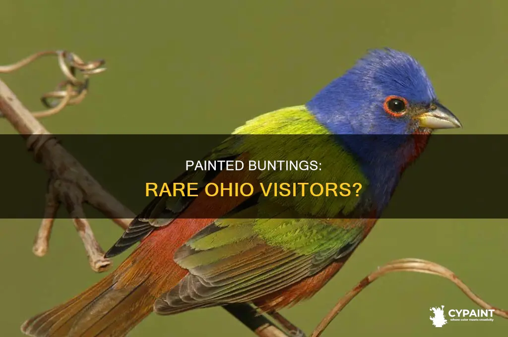 have painted buntings ever been seen in ohio