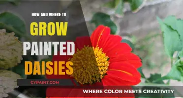 Growing Painted Daisies: Best Locations and Simple Cultivation Tips