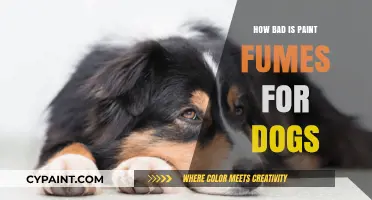 Paint Fumes and Pets: Understanding the Risks for Your Dog