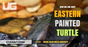 Discover the Tiny Size of Baby Eastern Painted Turtles