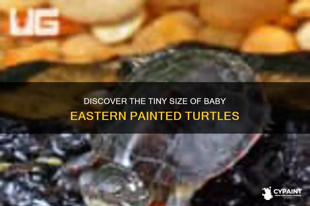 how big are baby eastern painted turtle