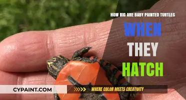 Baby Painted Turtles: Hatchling Size and Growth