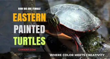Female Eastern Painted Turtles: Size, Growth, and Fascinating Facts