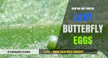Discovering the Tiny Size of Painted Lady Butterfly Eggs