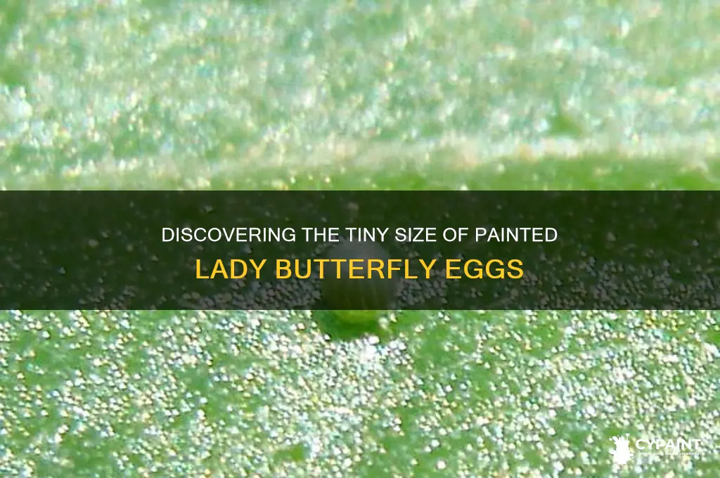 how big are painted lady butterfly eggs