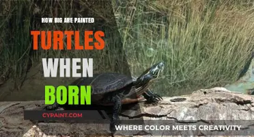 Tiny Beginnings: The Surprising Size of Newborn Painted Turtles
