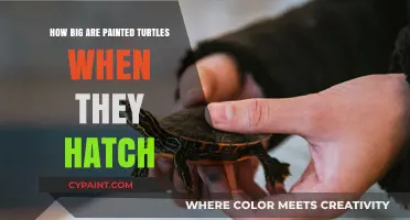 Painted Turtles: Hatchling Size and Growth
