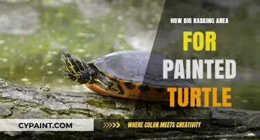 Optimal Basking Area Size for Your Painted Turtle's Health and Happiness