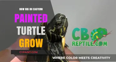 Eastern Painted Turtle Growth: Size, Care, and Lifespan Explained