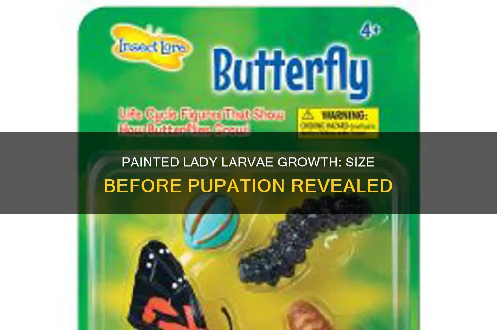 how big do painted lady larvae grow before theu pupate