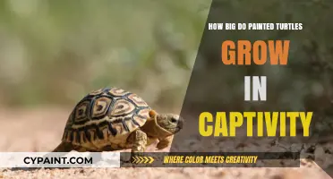 Captive Care: Painted Turtles' Growth and Size