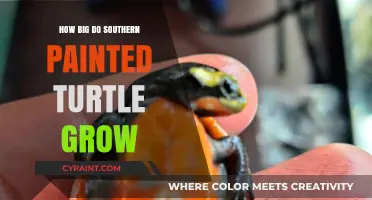 Southern Painted Turtle Growth: Size, Care, and Lifespan Explained