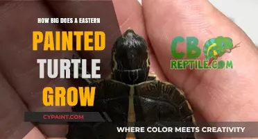 The Eastern Painted Turtle: How Big Do They Get?