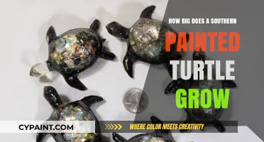 Southern Painted Turtles: How Large Do They Get?