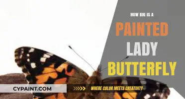 Discover the Surprising Size of a Painted Lady Butterfly