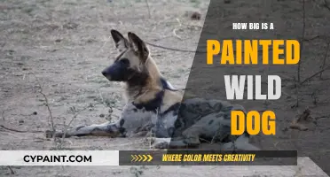 Exploring the Size of the Striking Painted Wild Dog Species