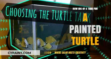 The Perfect Tank Size for Painted Turtles