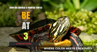 Ideal Size for a Healthy 3-Year-Old Painted Turtle
