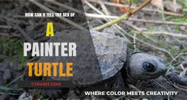 Identifying the Sex of a Painted Turtle: A Simple Guide