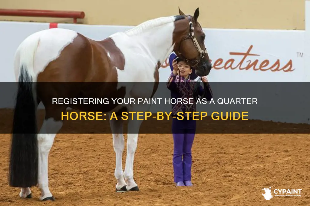 how can you have a paint horse registered as quarter
