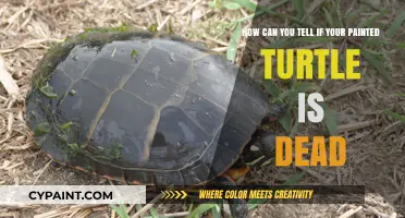 Is Your Painted Turtle Gone? Signs to Confirm Its Passing