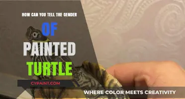 Unveiling Painted Turtles: Gender Distinction