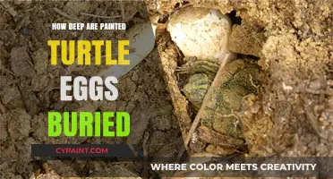How Deep Do Painted Turtles Bury Their Eggs? Uncovering the Mystery