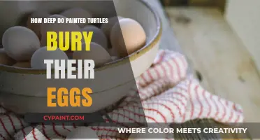 Where Do Painted Turtles Bury Their Eggs?