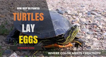 Painted Turtles' Egg-Laying Depth: Uncovering Their Nesting Secrets