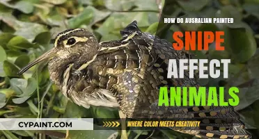 Impact of Australian Painted Snipe on Local Wildlife and Ecosystems
