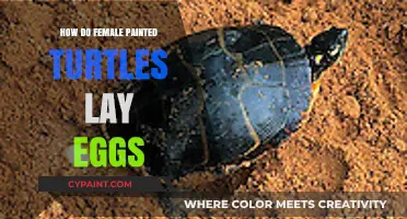 Female Painted Turtles' Egg-Laying Process: A Detailed Guide