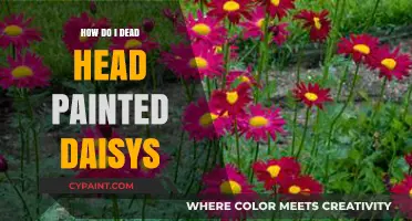 Deadheading Painted Daisies: Simple Steps for Vibrant, Long-Lasting Blooms