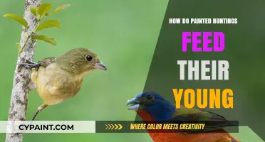 Painted Buntings' Parenting: Feeding Strategies for Their Nestlings