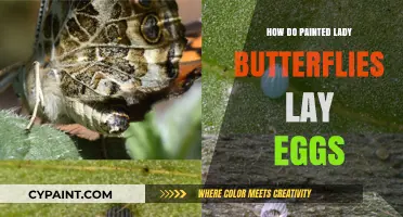 Painted Lady Butterflies: Egg-Laying Secrets and Host Plant Preferences